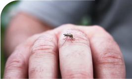 un moustique posé sur une main