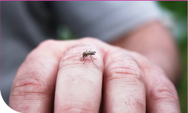 un moustique posé sur une main